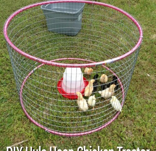 DIY – How to Make Hula Hoop Chicken Tractor