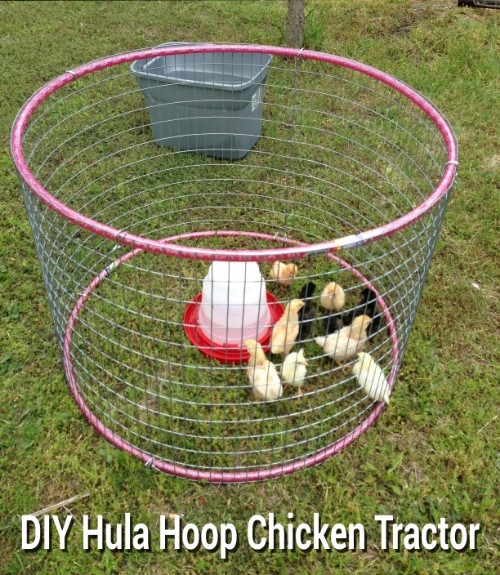 diy-hula-hoop-chicken-tractor