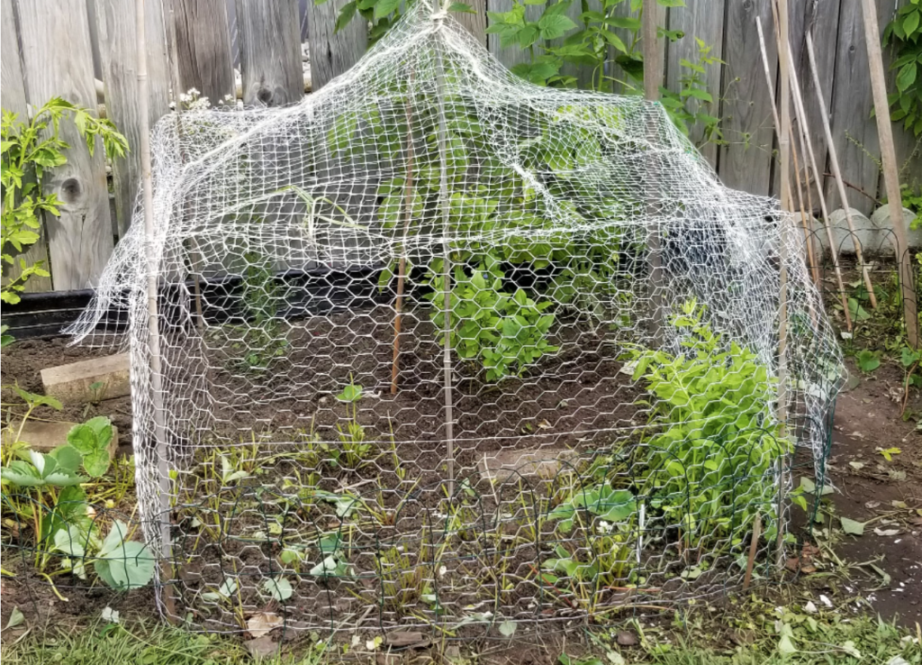 plant protector cage