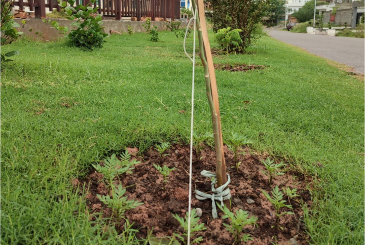 How to Use Garden Staples as Plant Support Stakes?