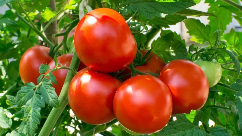 grow-tomatoes