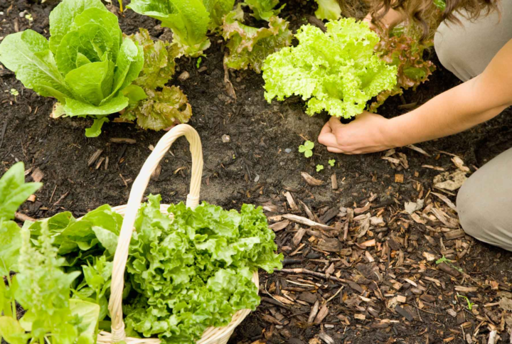 Preparing the Perfect Soil: A Guide to Soil Preparation for Growing Lettuce