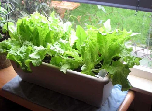 soil requirements for lettuce