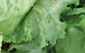 lettuce diseases